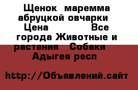 Щенок  маремма абруцкой овчарки › Цена ­ 50 000 - Все города Животные и растения » Собаки   . Адыгея респ.